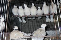 HT-1062　ジュツカケ鳩の雄