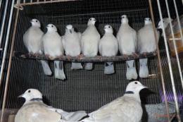 HT-1062　ジュツカケ鳩の雄