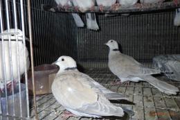 HT-1062　ジュツカケ鳩の雄