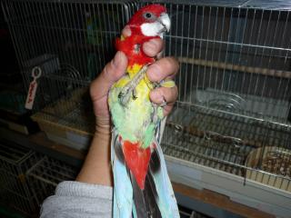 ナナコ IN-1749 ベルギー産「ナナクサインコ」ノーマル | キットウココ