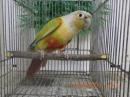 IN-4271　アカオウロコインコ・ダイリュート　雄