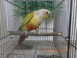 IN-4271　アカオウロコインコ・ダイリュート　雄