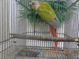IN-4271　アカオウロコインコ・ダイリュート　雄
