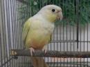 IN-4272　アカオウロコインコ・シナモンミント　雄