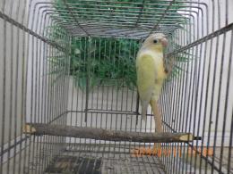 IN-4272　アカオウロコインコ・シナモンミント　雄