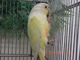IN-4272　アカオウロコインコ・シナモンミント　雄