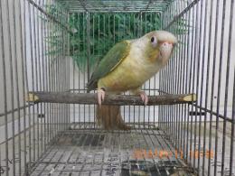 IN-4273　アカオウロコインコ・ブルーパイナップル　メス