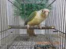 IN-4273　アカオウロコインコ・ブルーパイナップル　メス