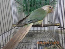 IN-4273　アカオウロコインコ・ブルーパイナップル　メス