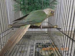 IN-4273　アカオウロコインコ・ブルーパイナップル　メス