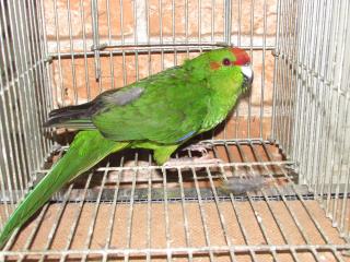 In 2160 前頭部の赤いキガシラアオハシインコ 若 雄 キットウココ ペット部