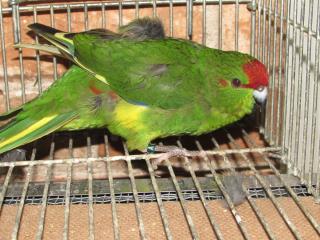 In 2161 前頭部の赤いキガシラアオハシインコ 若 雄 キットウココ ペット部 In 2161 前頭部の赤いキガシラアオハシインコ 若 雄 キットウココ ペット部