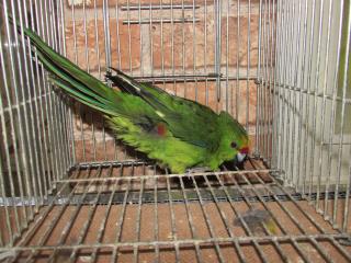 In 2162 キガシラアオハシインコ 若 雌 キットウココ ペット部