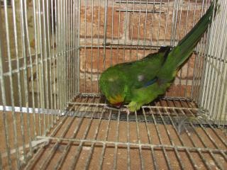 In 2162 キガシラアオハシインコ 若 雌 キットウココ ペット部