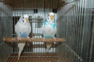 In 812 ブルー系パイドセキセイインコ 若の雄雌 キットウココ ペット部