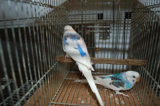In 812 ブルー系パイドセキセイインコ 若の雄雌 キットウココ ペット部