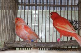 KOT-2835　赤カナリヤの雄雌で　その2