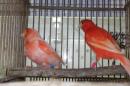 KOT-2835　赤カナリヤの雄雌で　その2