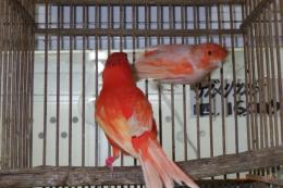 KOT-2835　赤カナリヤの雄雌で　その2