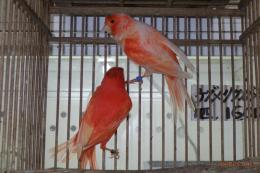 KOT-2835　赤カナリヤの雄雌で　その2