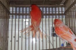 KOT-2835　赤カナリヤの雄雌で　その2