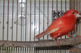 KOT-2836　赤カナリヤの無フク　雄　その3