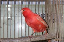 KOT-2836　赤カナリヤの無フク　雄　その3