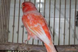 KOT-2837　赤カナリヤ有フクの雄　その4