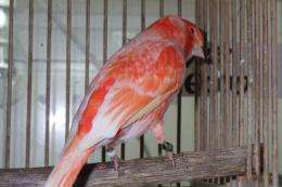 KOT-2837　赤カナリヤ有フクの雄　その4