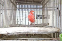 KOT-2837　赤カナリヤ有フクの雄　その4