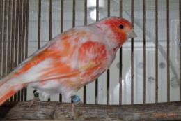 KOT-2838　ユウフク　赤カナリヤの雄