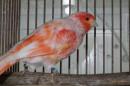 KOT-2838　ユウフク　赤カナリヤの雄