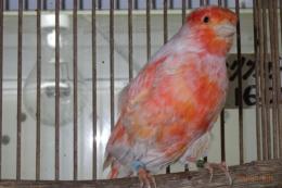 KOT-2838　ユウフク　赤カナリヤの雄
