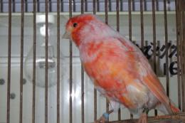 KOT-2838　ユウフク　赤カナリヤの雄
