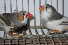 KOT-2839　小柄なパイドキンカチョウ　雄と雌