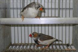 KOT-2839　小柄なパイドキンカチョウ　雄と雌