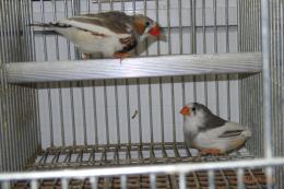 KOT-2839　小柄なパイドキンカチョウ　雄と雌