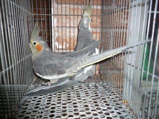 IN-1755 ノーマルオカメインコのペア | キットウココ ペット部