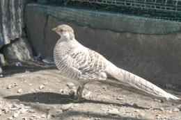 TA-987　親物　黄金キンケイの雌　