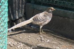 TA-987　親物　黄金キンケイの雌　