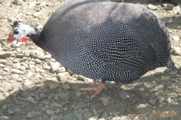 TA-988　25年生のホロホロチョウの雌