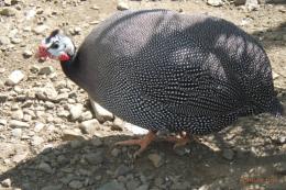 TA-988　25年生のホロホロチョウの雌