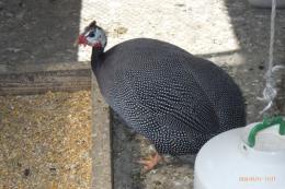 TA-988　25年生のホロホロチョウの雌