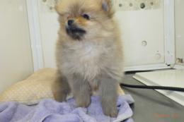 US-742　ポメラニアン(ハドレー系)　男の子