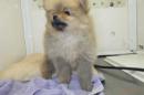 US-742　ポメラニアン(ハドレー系)　男の子