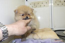 US-742　ポメラニアン(ハドレー系)　男の子