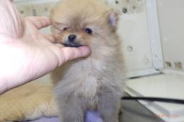 US-742　ポメラニアン(ハドレー系)　男の子