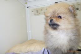 US-742　ポメラニアン(ハドレー系)　男の子