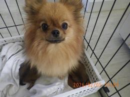 US-742　ポメラニアン(ハドレー系)　男の子