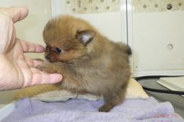 US-743　ポメラニアン(ハドレー系)　女の子